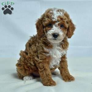 Jem, Miniature Poodle Puppy